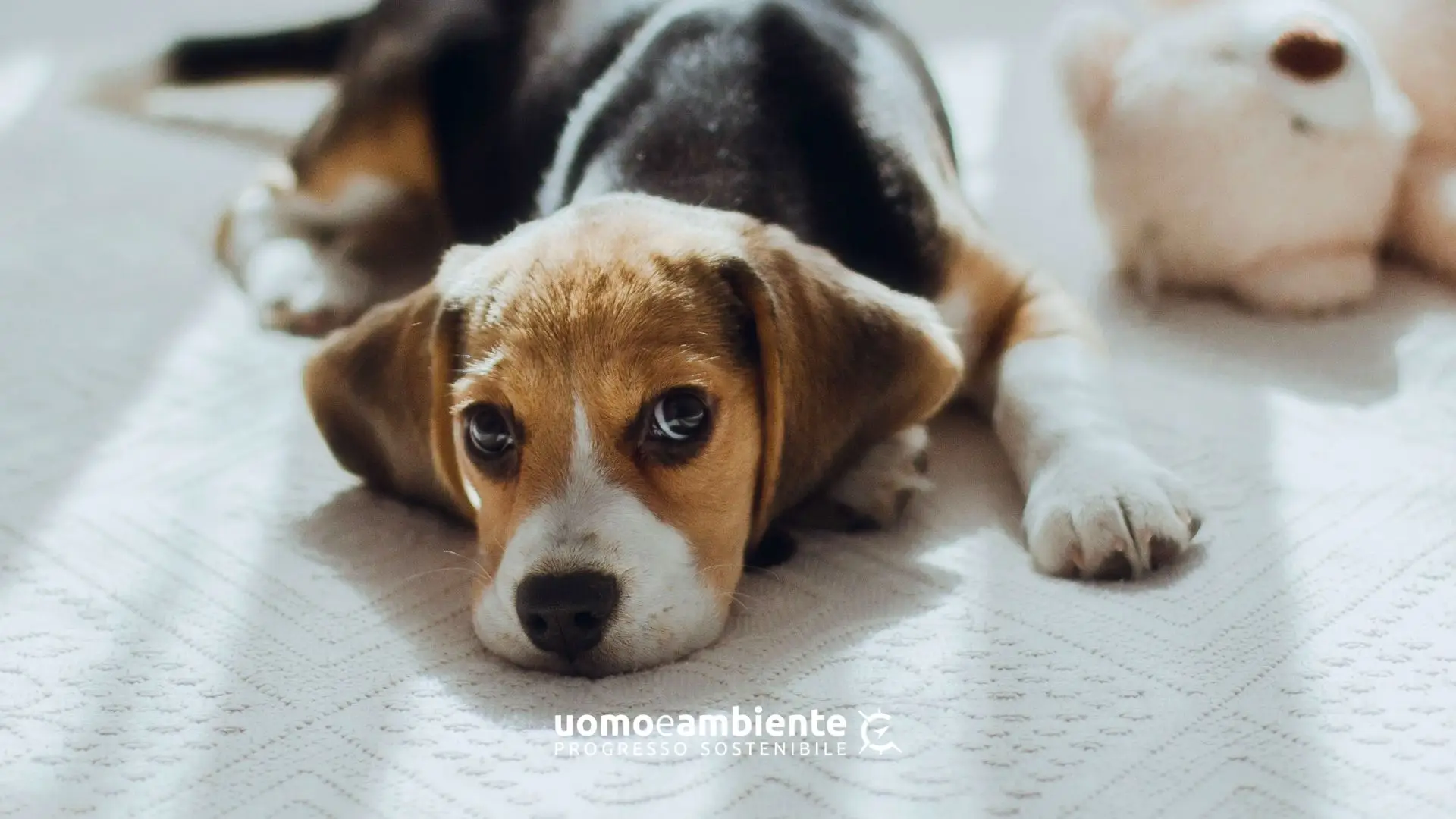 Cucciolo di beagle per la Good News sui 1.500 cani salvati dalla sperimentazione animale negli Stati Uniti