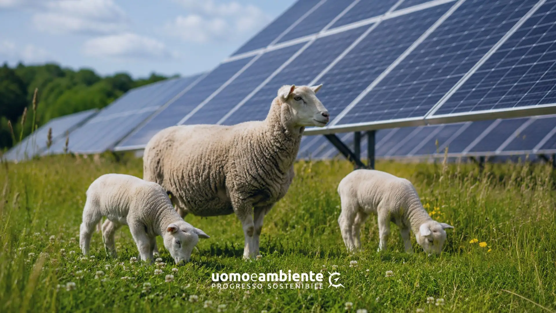 Pecore al pascolo tra i pannelli fotovoltaici utilizzate per la manutenzione naturale della vegetazione.